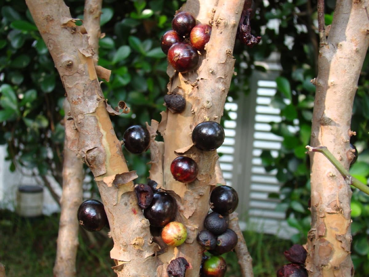 Fruit Seeds