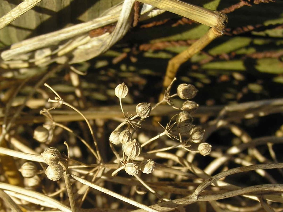 Coriander Seeds — Multi-cut