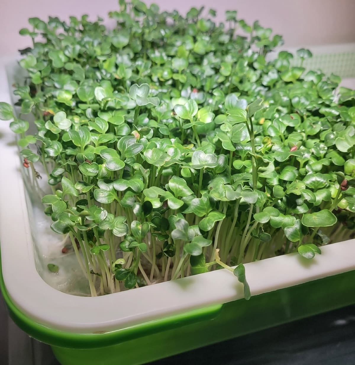 Microgreens Starter Kit