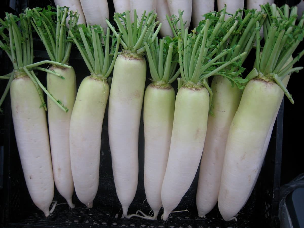 Radish Seeds — Pusa White type