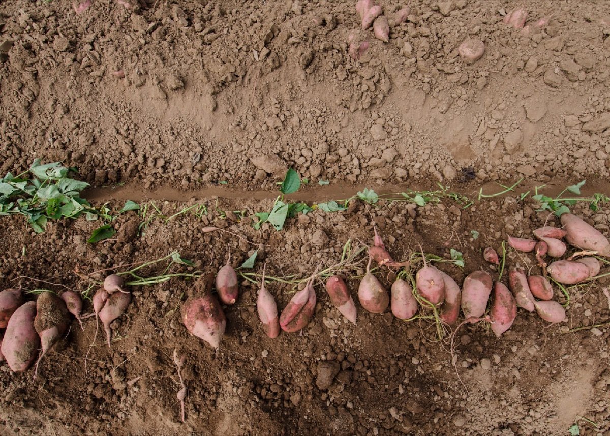 Soil & Fertilizer
