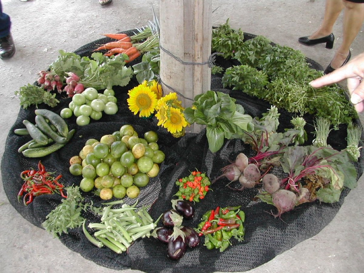 Bhindi Seeds — Green Star