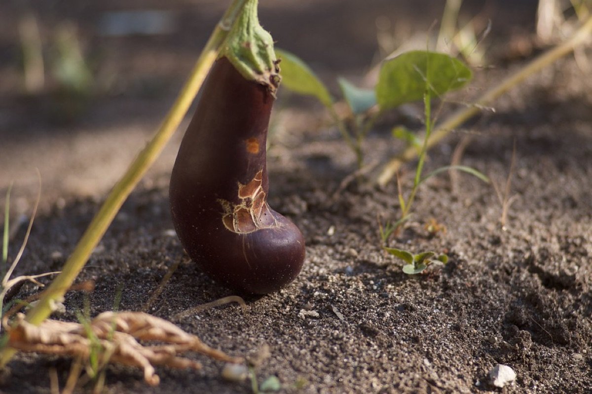 Brinjal Seeds — Purple Long