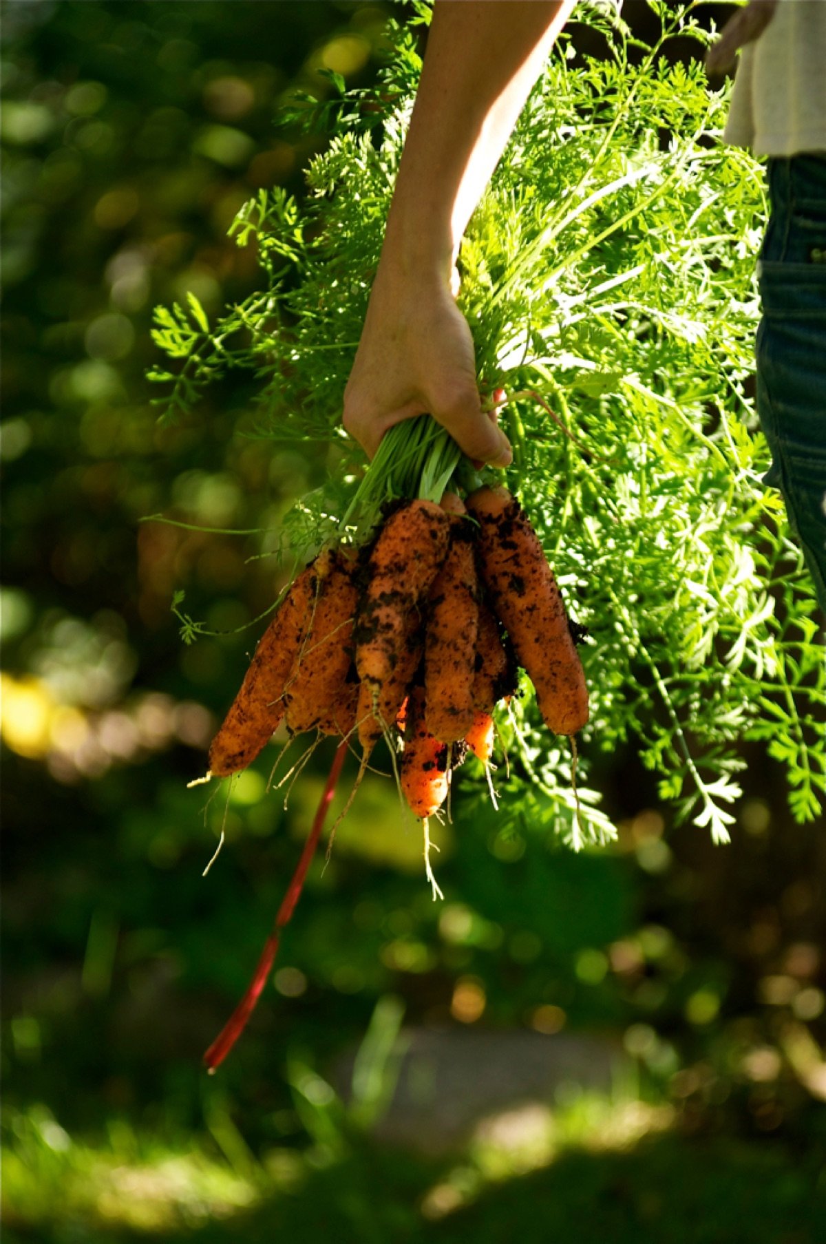 Carrot Seeds — Desi Red Long
