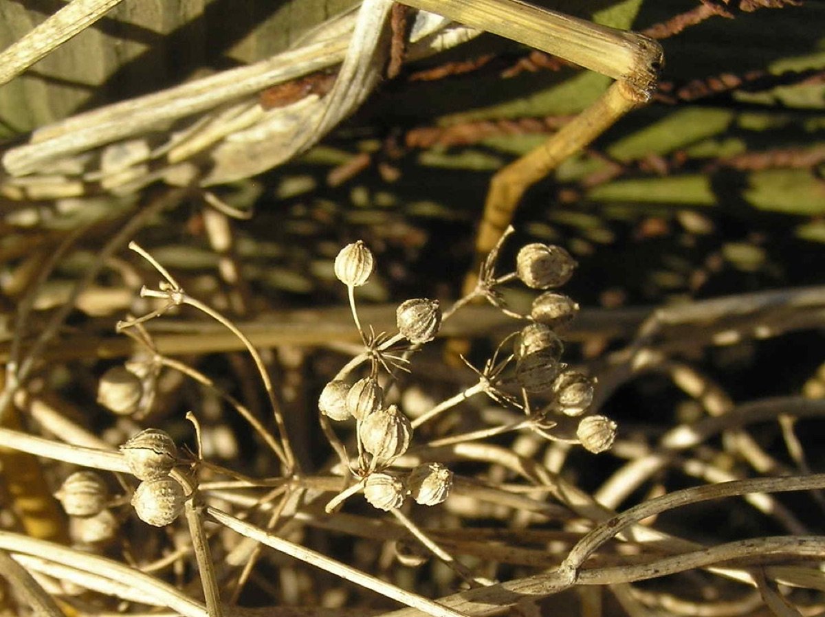 Coriander Seeds — Multi-cut