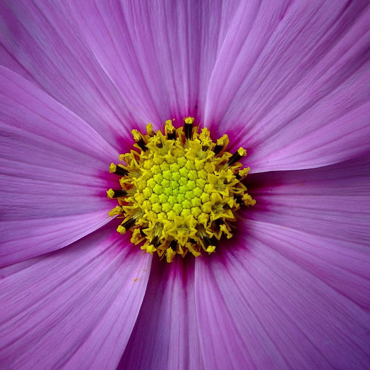 Cosmos Seeds — Sensation Mix