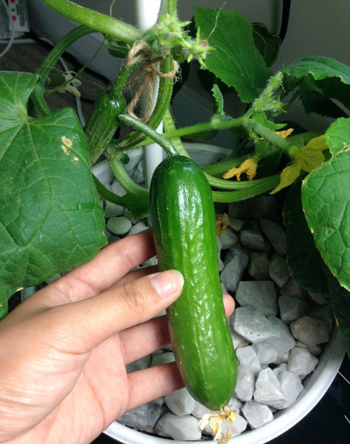 Cucumber Seeds — Garden Crisp