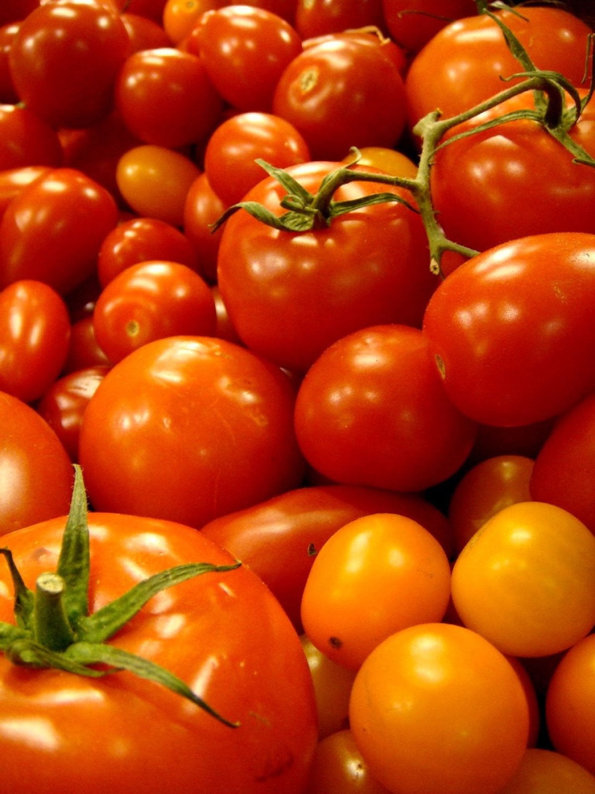 Desi Tomato Seeds (Pusa Ruby type)