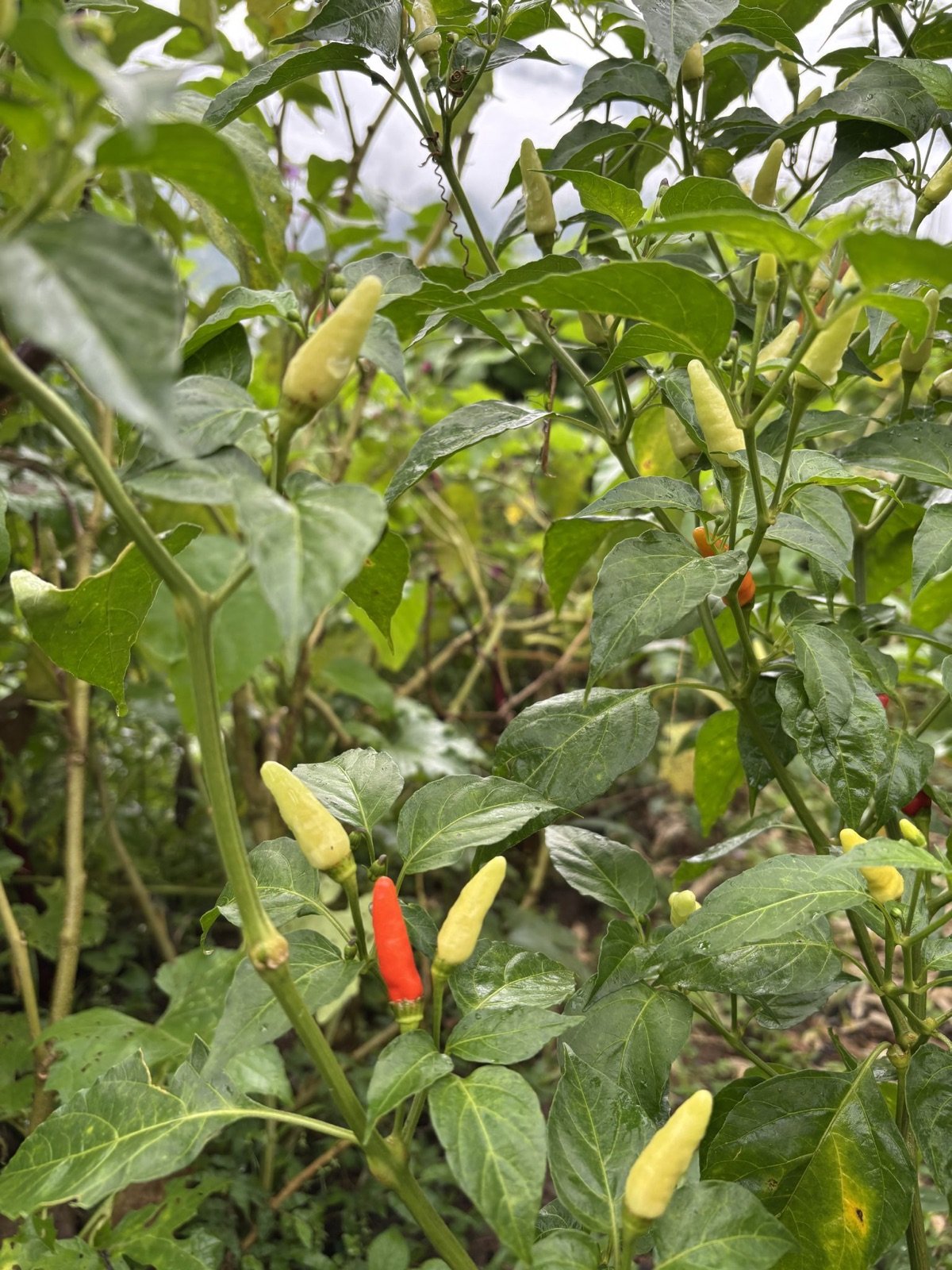 Green Chilli Seeds — G4 type