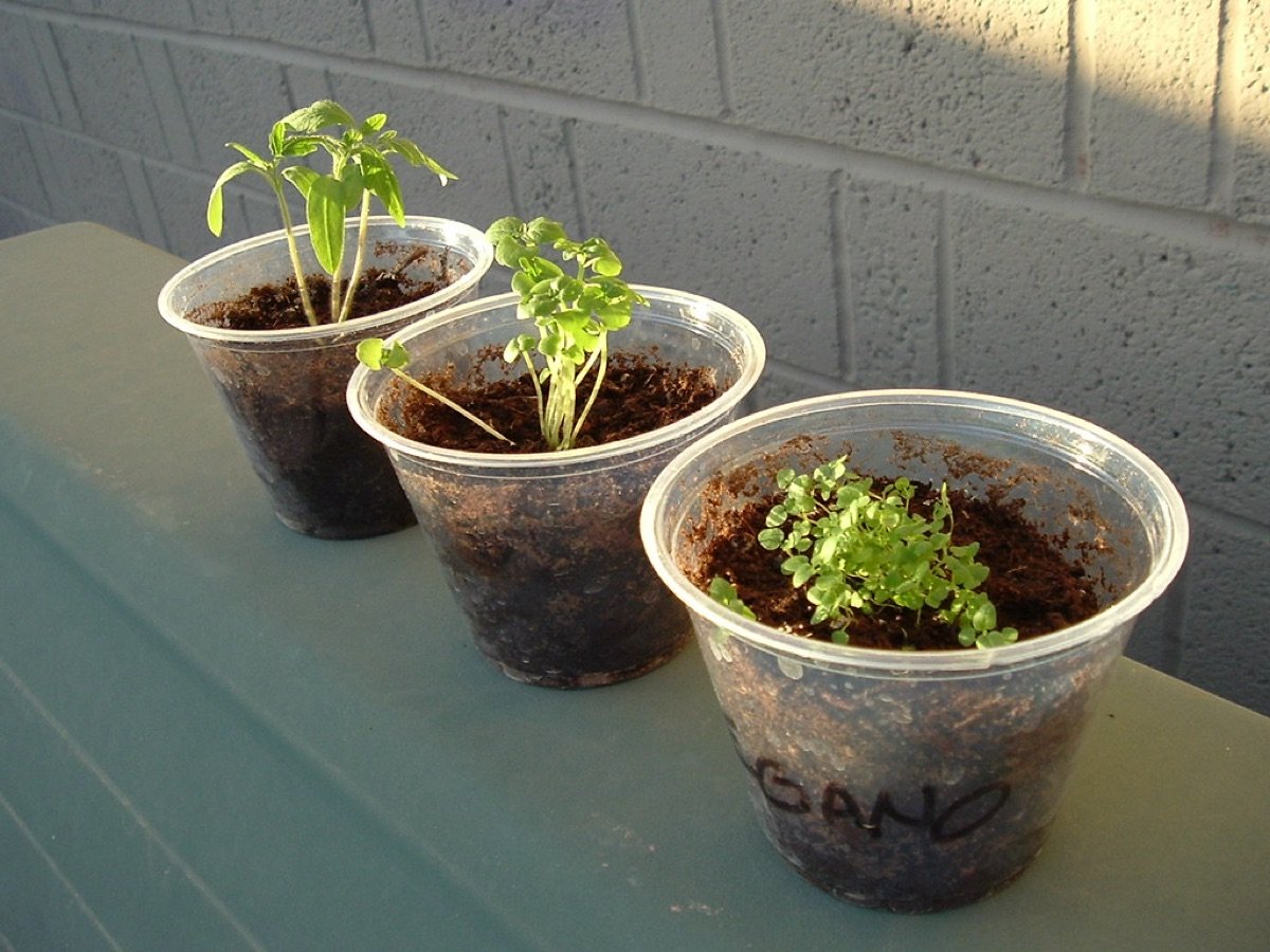 Basil Seeds — Italian Genovese