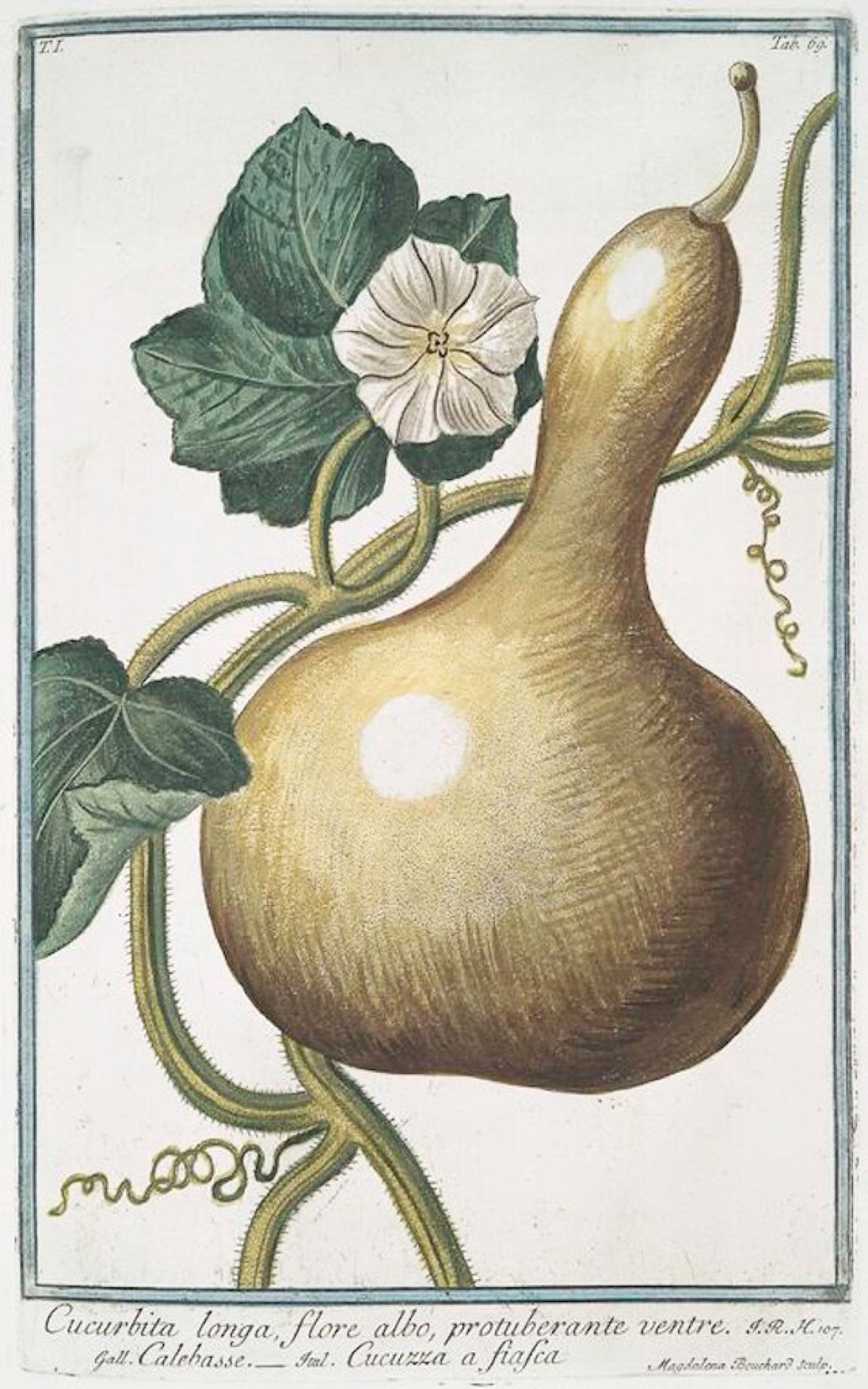 Lauki Seeds — Long Green