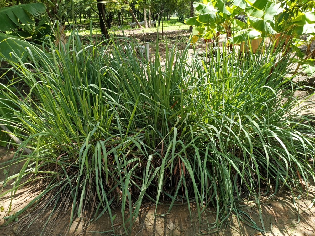 Lemongrass Seeds