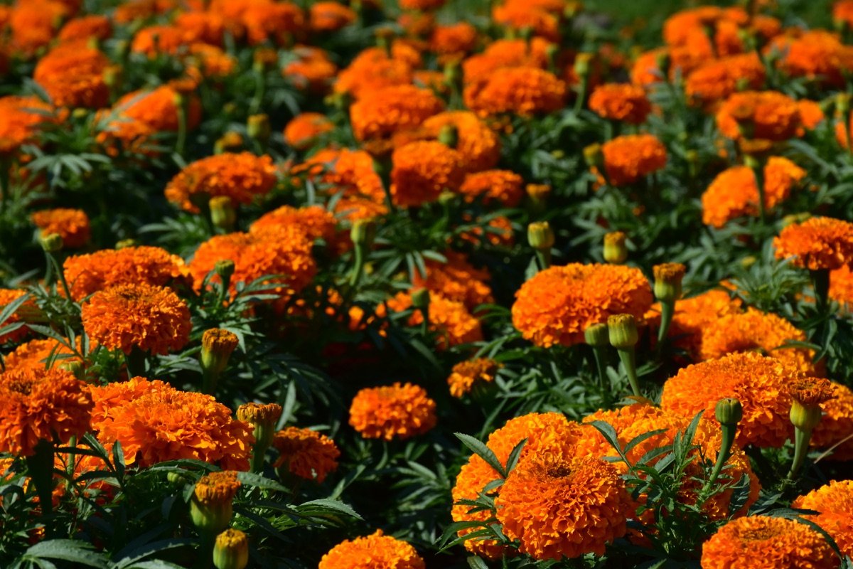 Marigold Seeds — African Tall Orange