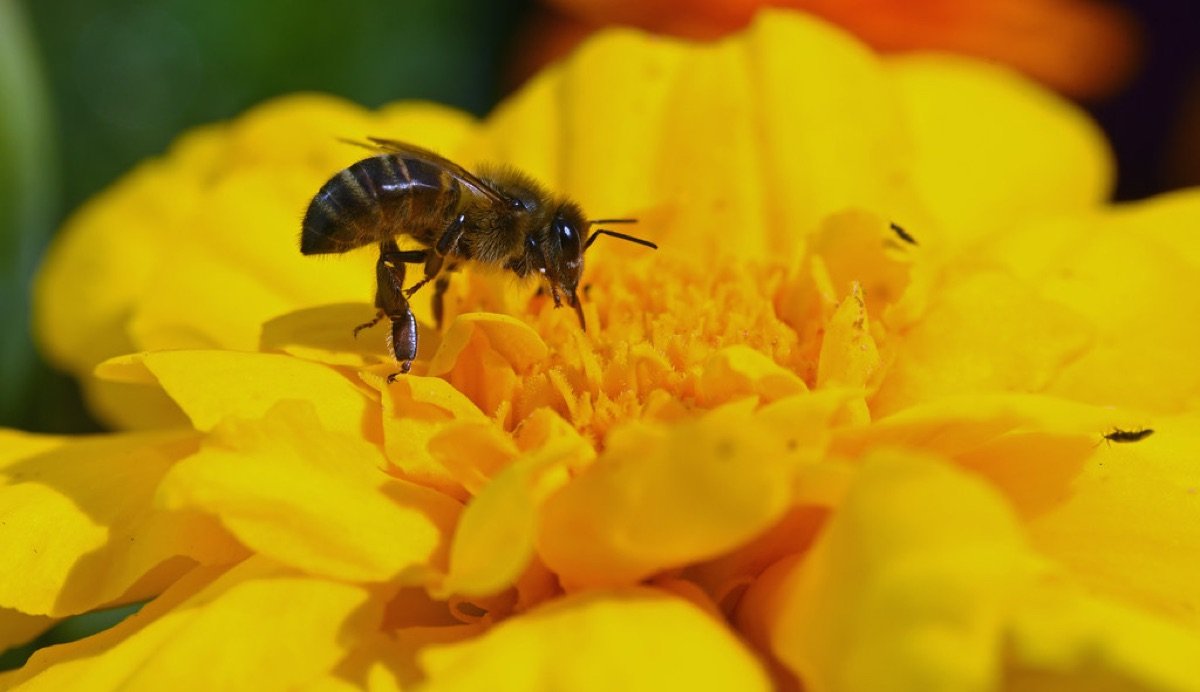Marigold Seeds — French Dwarf Mix