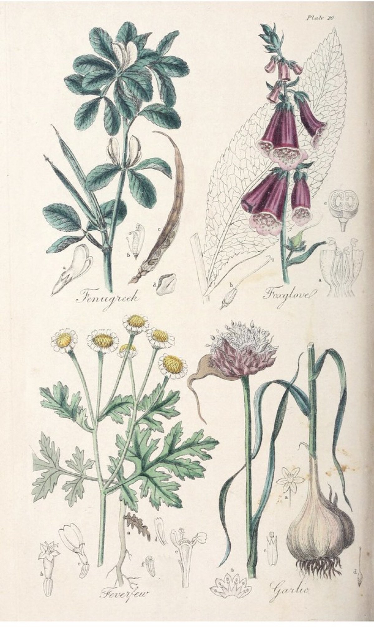 Methi Seeds — Kasuri type