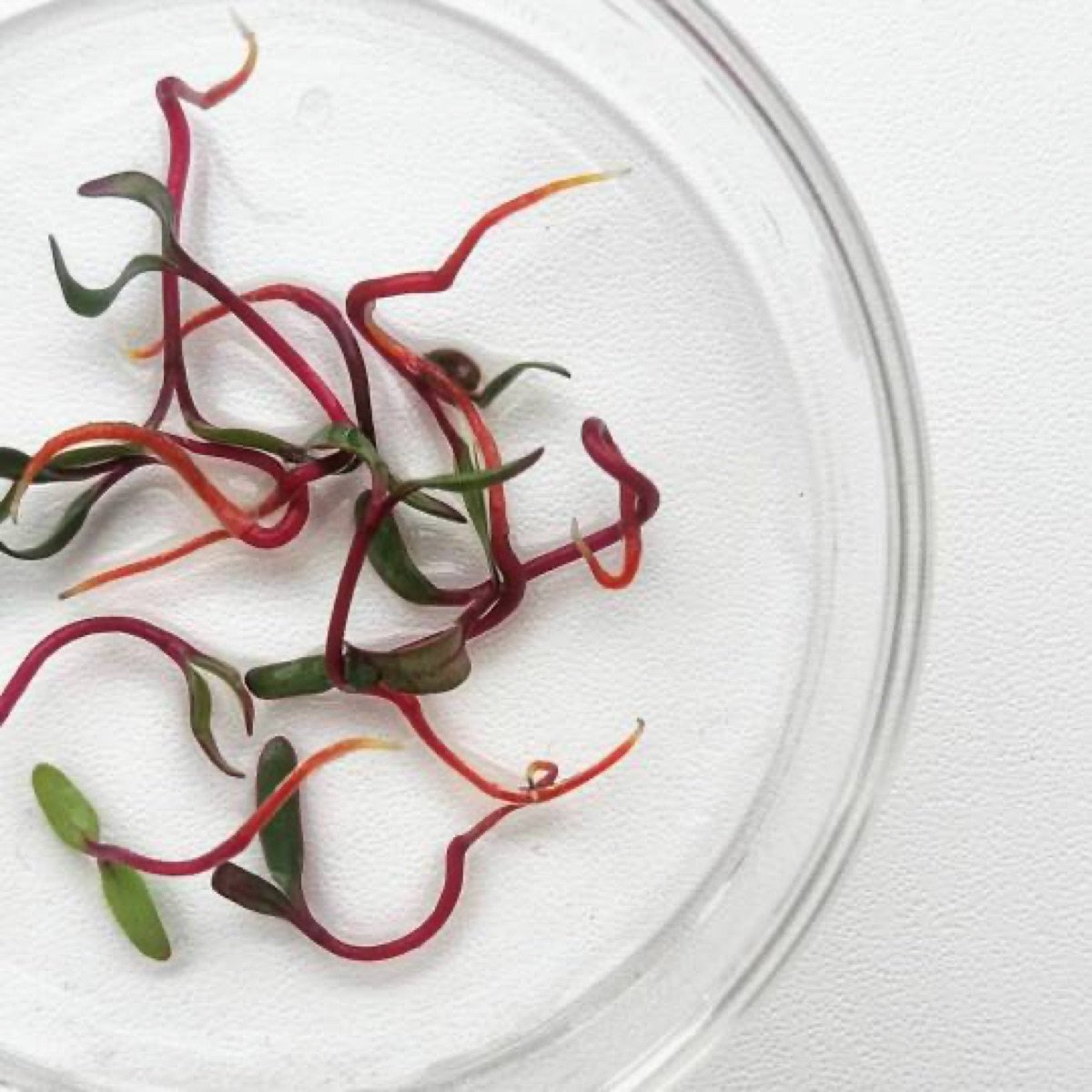 Beetroot Microgreen Seeds