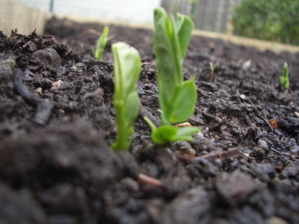 Pea Shoot Seeds — Tendril type