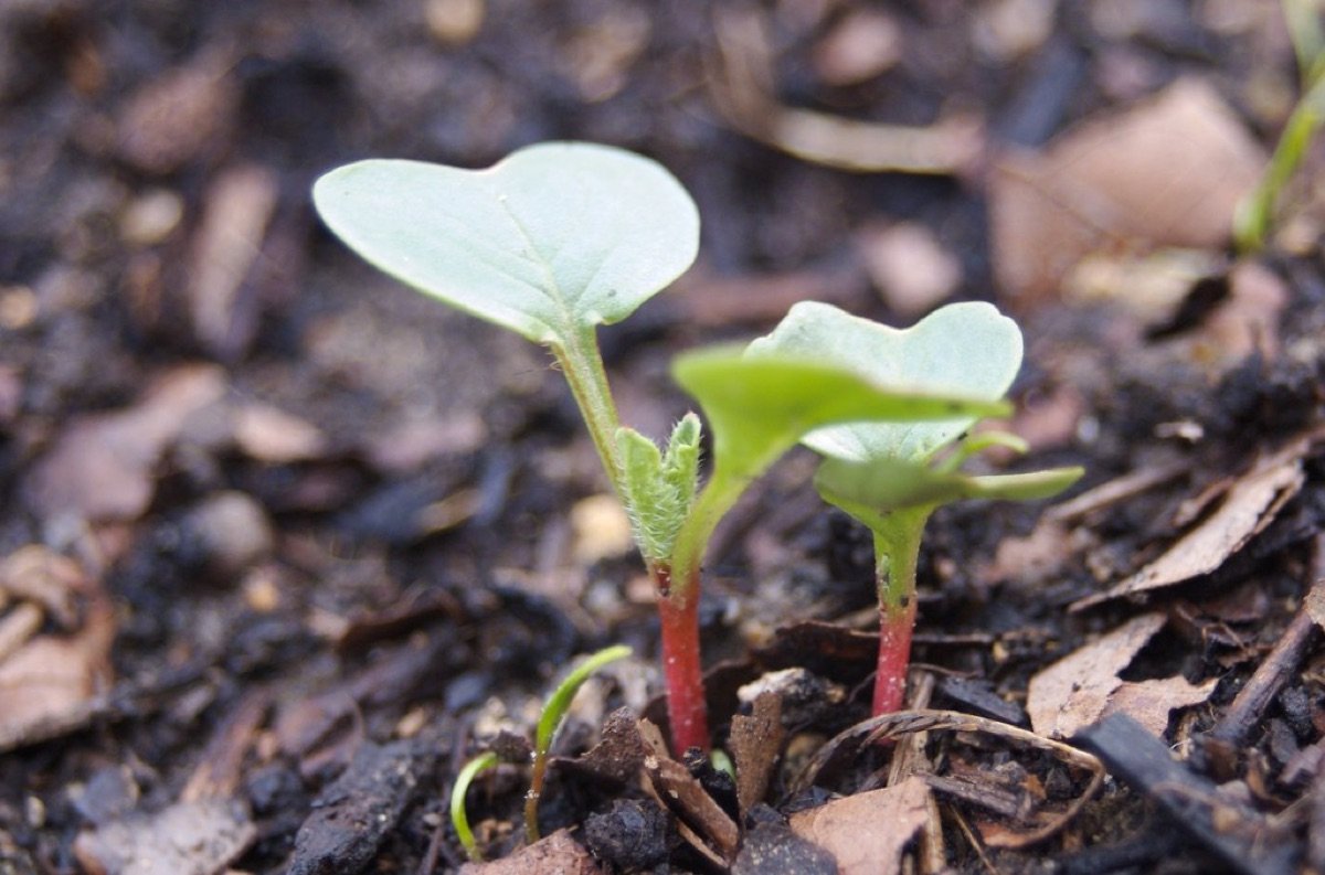 Radish Microgreen Seeds — Purple Stem