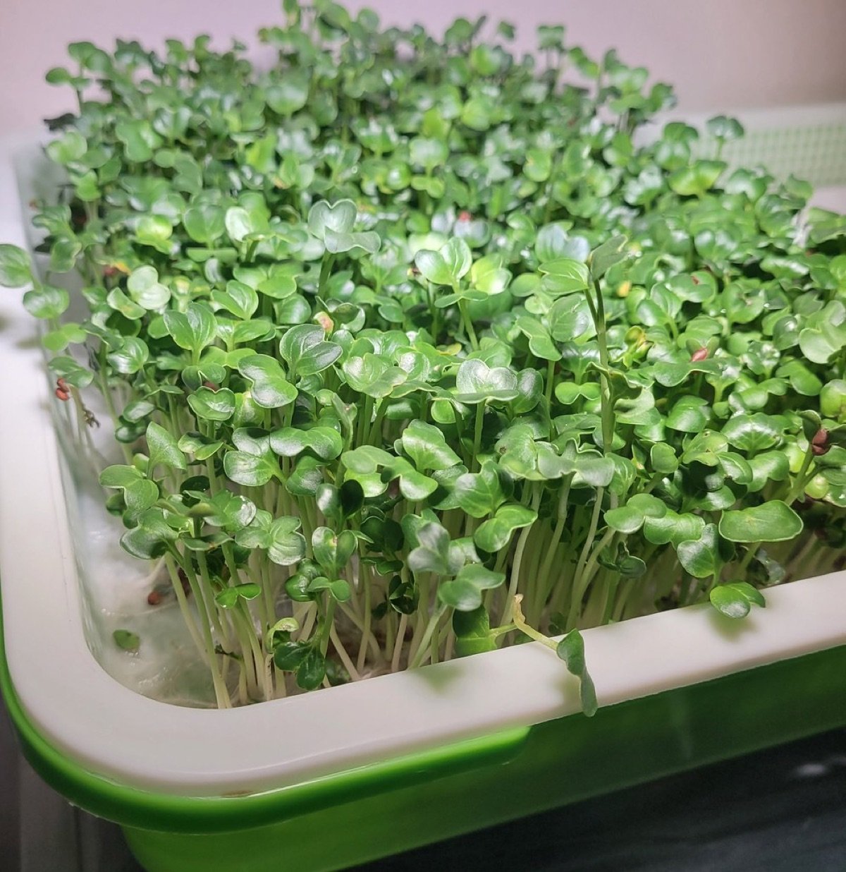 Microgreens Starter Kit