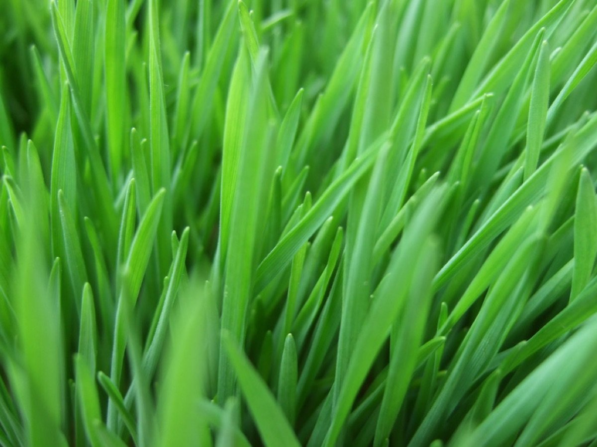 Wheatgrass Seeds