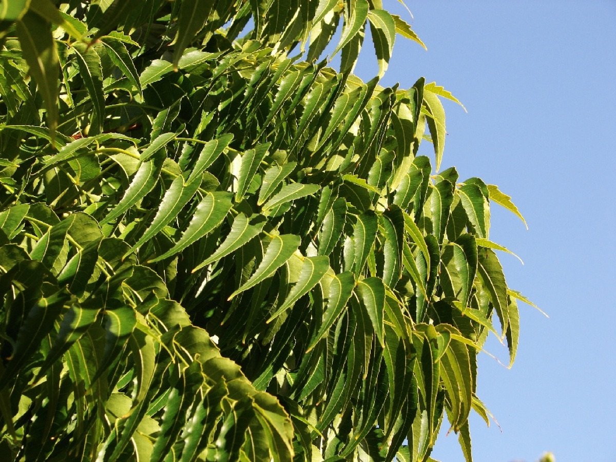 Neem Khali (Neem Cake) — 1 kg