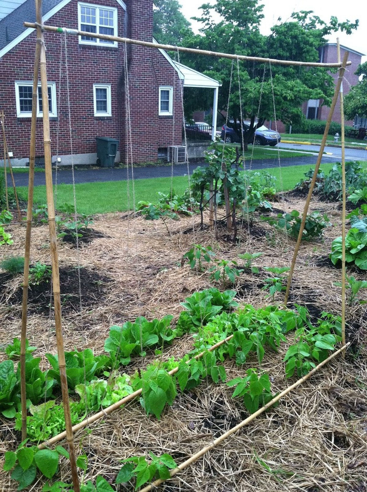 Organic Plant Care Bundle