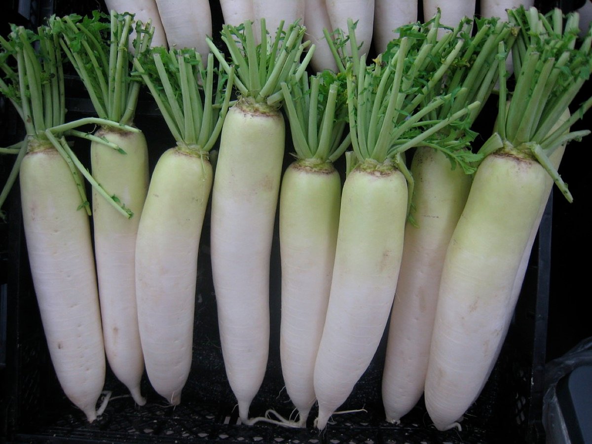 Radish Seeds — Pusa White type