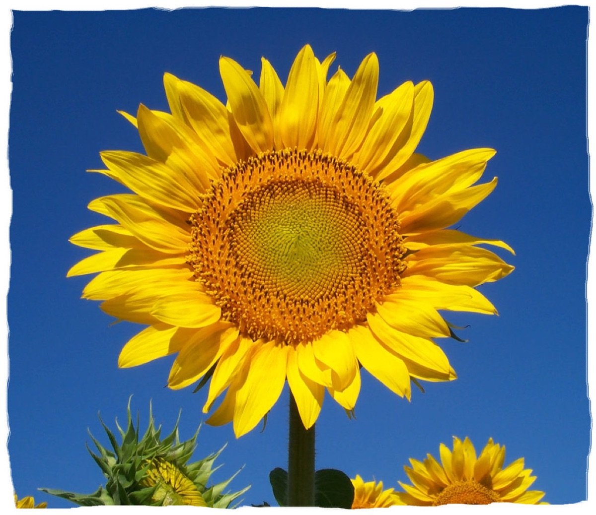 Sunflower Seeds — Dwarf Sunny