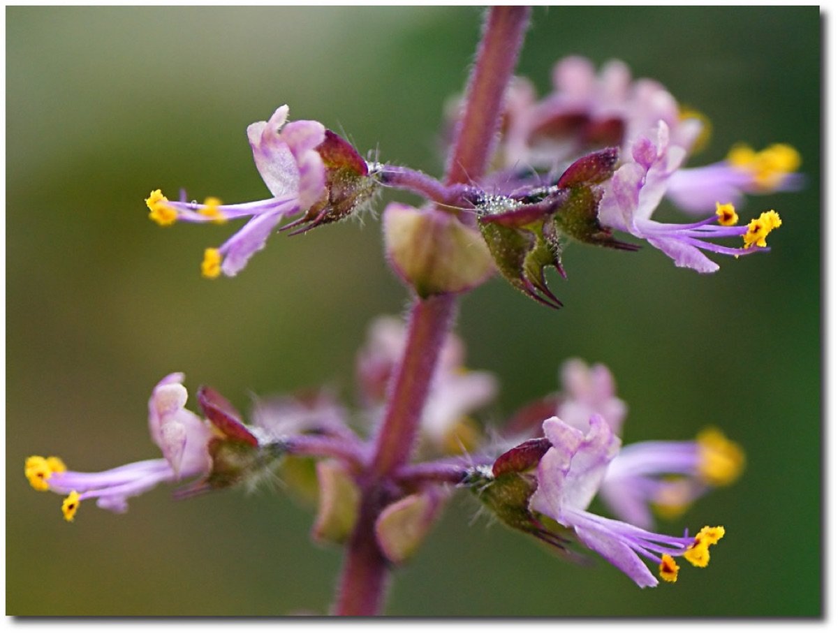 Tulsi Seeds — Rama Green