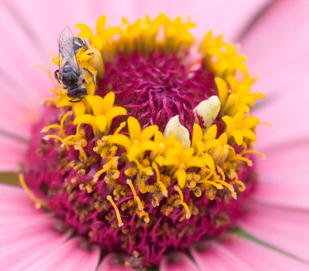 Zinnia Seeds — Dahlia Flowered Mix